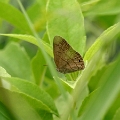 SATYRIDAE, Megeuptychia antonoe